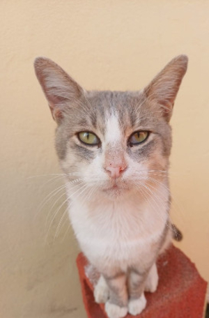 Adopter Loulou