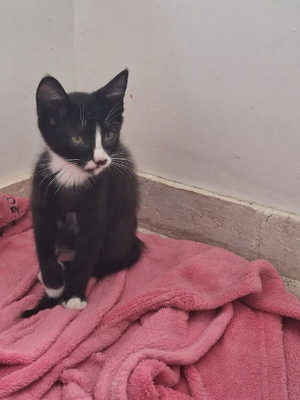 Adopter Louna
