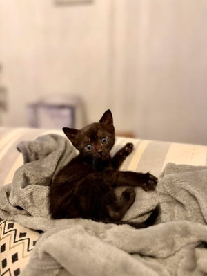 Adopter Loustic