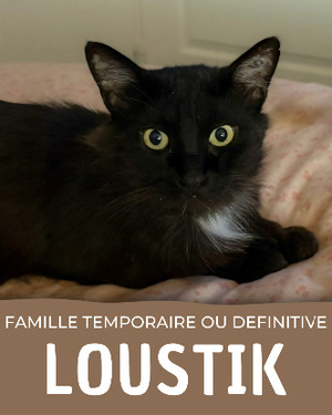 Adopter Loustik