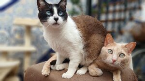 Adopter Luca, Bonbon, Iris