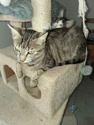 Adopter Lucie