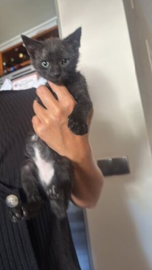 Adopter Lucio