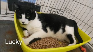 Adopter Lucky