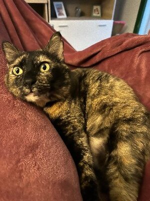 Adopter Lucy