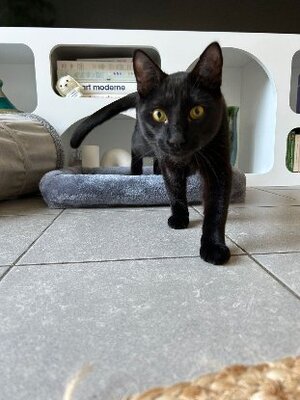 Adopter Ludwig