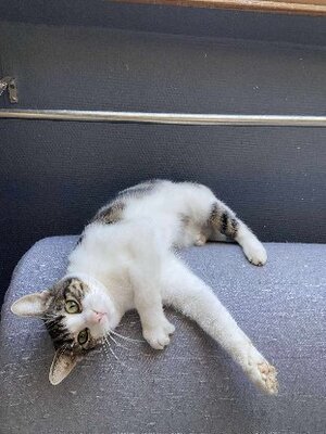 Adopter Lulu