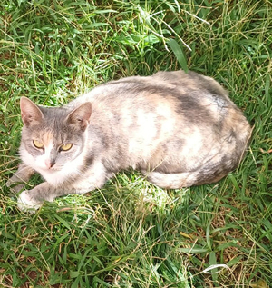 Adopter Lumière