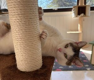 Adopter Lumy