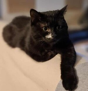 Adopter Luna