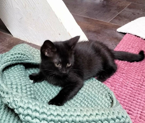 Adopter Luna