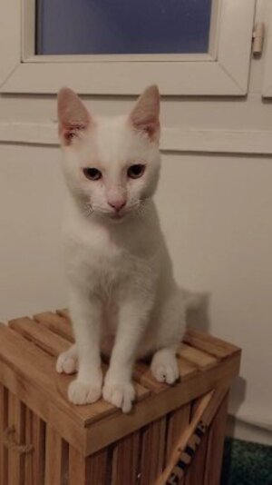 Adopter Lune