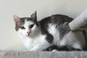 Adopter Luttie