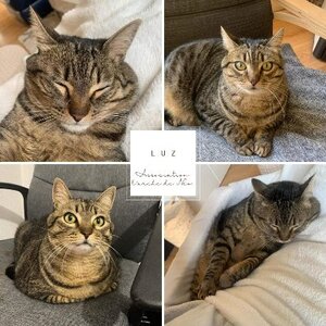 Adopter Luz
