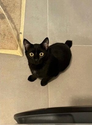 Adopter Lynette
