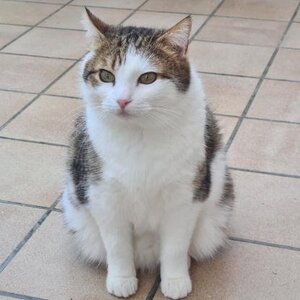 Adopter Lysandre