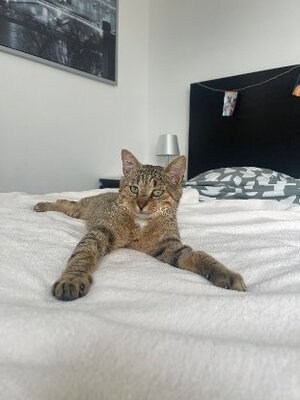 Adopter Macchiato