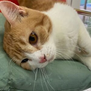 Adopter Machu