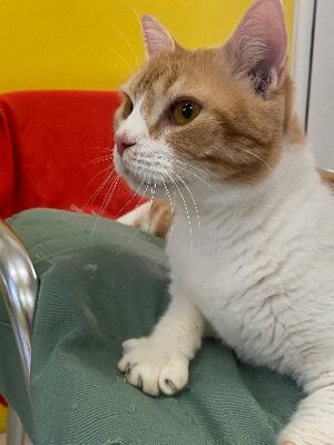 Adopter Machu