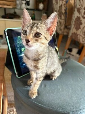Adopter Maddy