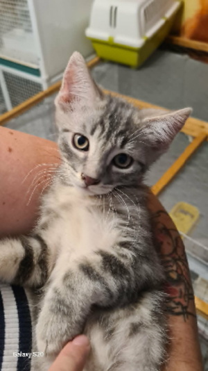 Adopter Milo