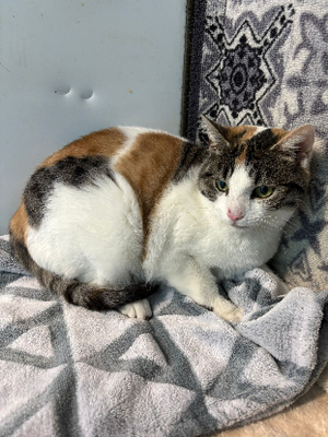 Adopter Maé