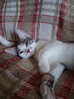 Adopter Maggie