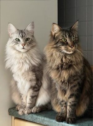 Adopter Maine et coon
