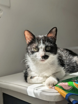 Adopter Makita