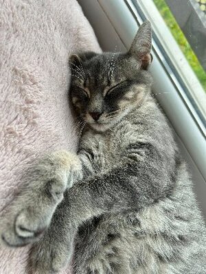 Adopter Malo