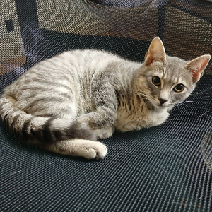 Adopter Malo
