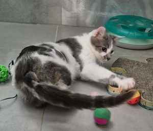 Adopter Mana