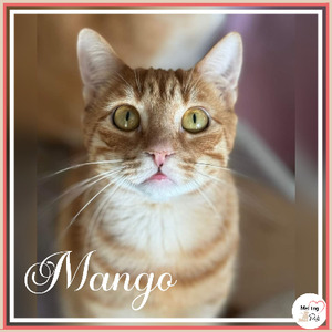 Adopter Mango