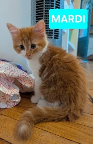 Adopter Mardi petit de gashapon