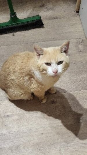 Adopter Mario