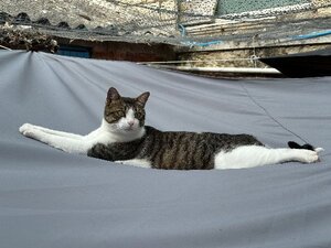 Adopter Marius