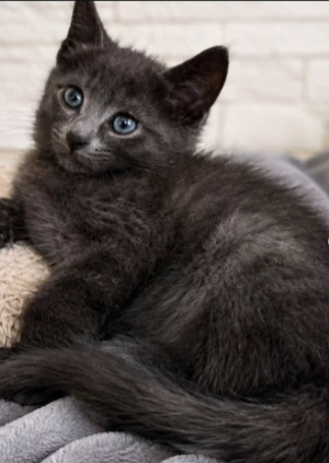 Adopter Marley