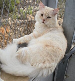 Adopter Marshmallow