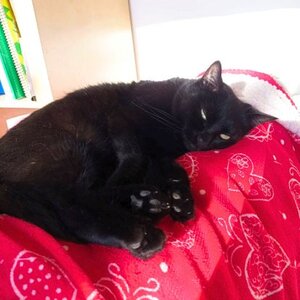 Adopter Maryqueen