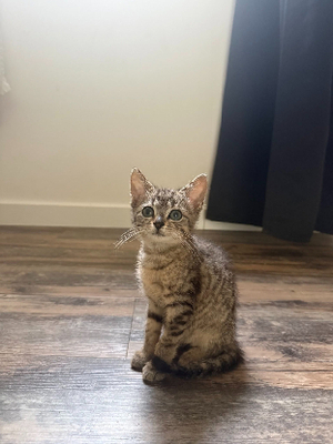 Adopter Masha