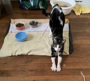Adopter Maurice