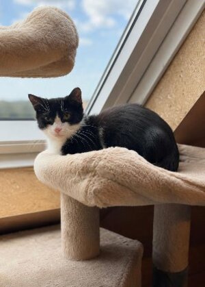 Adopter Maurice