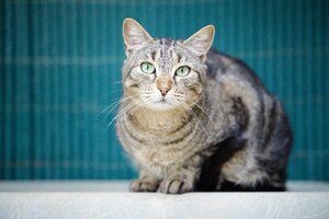 Adopter Max