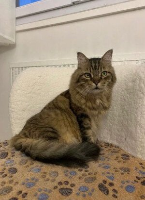 Adopter Maxou
