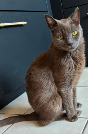 Adopter Maxwell