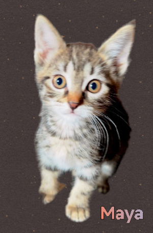Adopter Maya