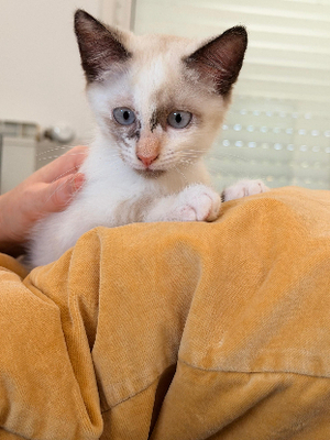 Adopter Mel