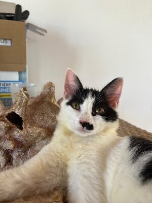 Adopter Méli