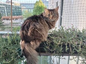 Adopter Mélisse