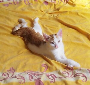 Adopter Melly